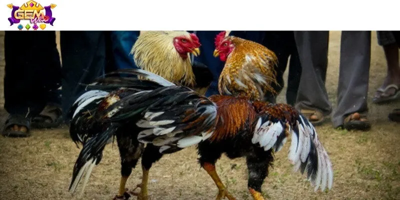 Trải nghiệm 3 cửa cược với tỷ lệ thưởng hấp dẫn