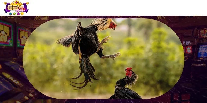 Sân chơi cá cược gà chọi với nhiều hình thức cược