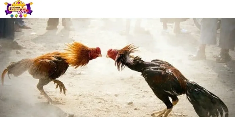 Nền tảng được yêu thích nhờ nhiều tính năng ưu việt