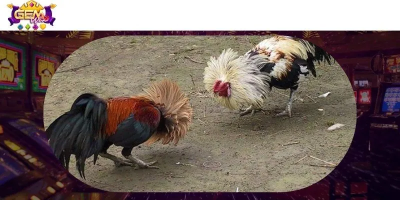 4 tips soi gà đơn giản nhưng cực chuẩn