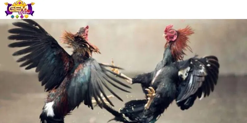 Gà nòi, gà chọi hay gà Asil đều là những chiến kê siêu mạnh