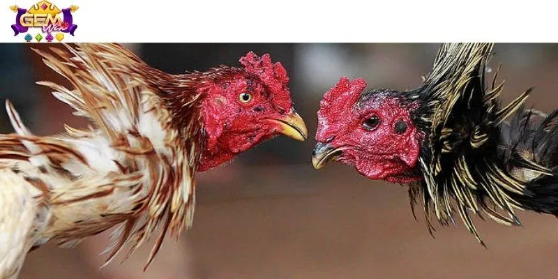 Sân chơi đá gà luôn cố gắng mang đến đa dạng các hình thức đặt cược