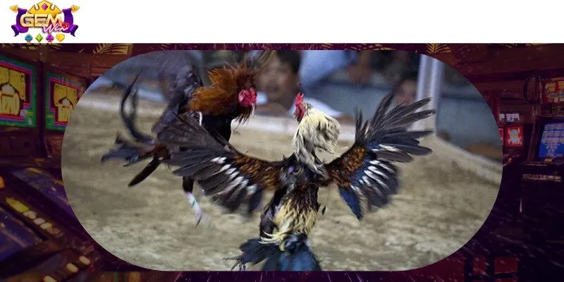 Giới thiệu hình thức đá gà vừa mới lạ lại độc đáo