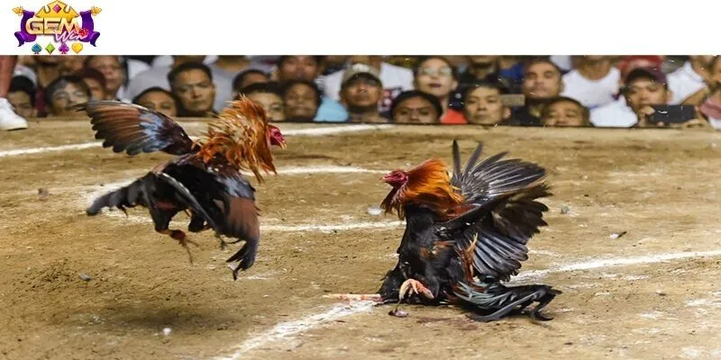 Hình thức đặt cược gà đá thu hút đông đảo người chơi