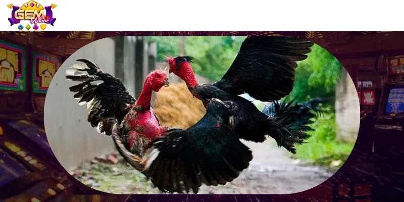 Dáng đứng cũng thể hiện rõ sức mạnh của gà đá