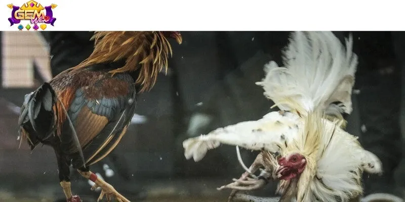 Kinh nghiệm đặt cược đơn giản nhưng vô cùng hiệu quả