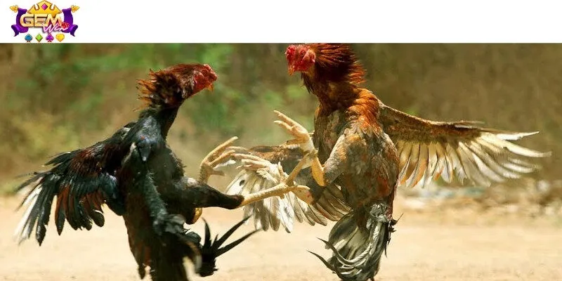 Đá gà giải C4 với các loại kèo xanh chín